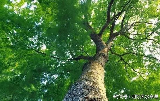明灯风水命理：农村家庭门前种一物，容易发财！